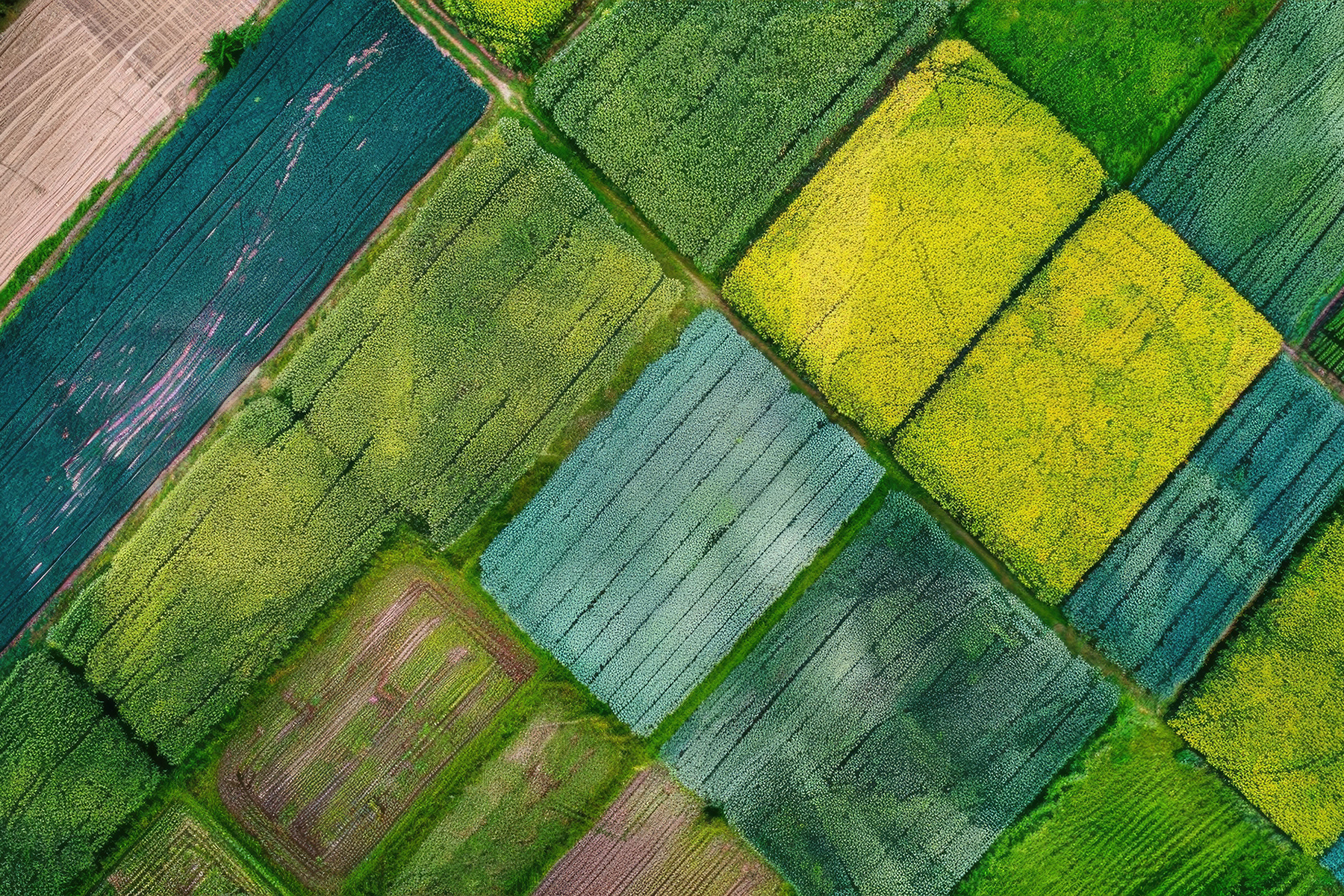 Aerial view of farmland forming a patchwork of green, yellow and teal rectangles
